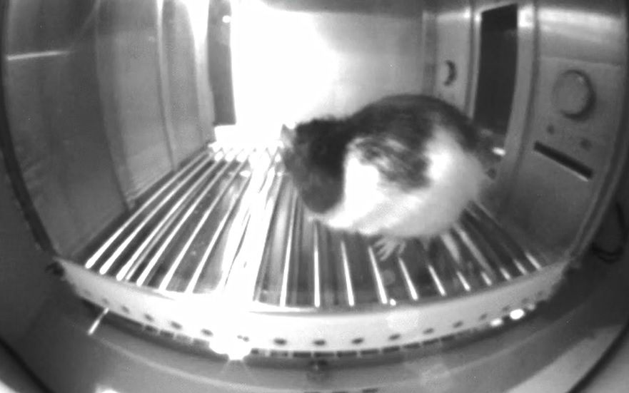 Image of a rat from my research